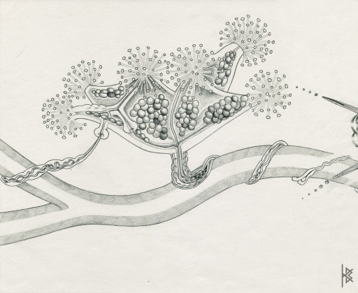 KB. ''Pom Pom Plant'' Pencil on Paper, 6'x8'. 2007